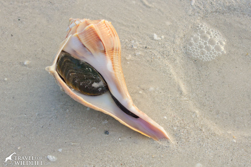 the operculum of a large Lightning Whelk on Sanibel Island, Florida