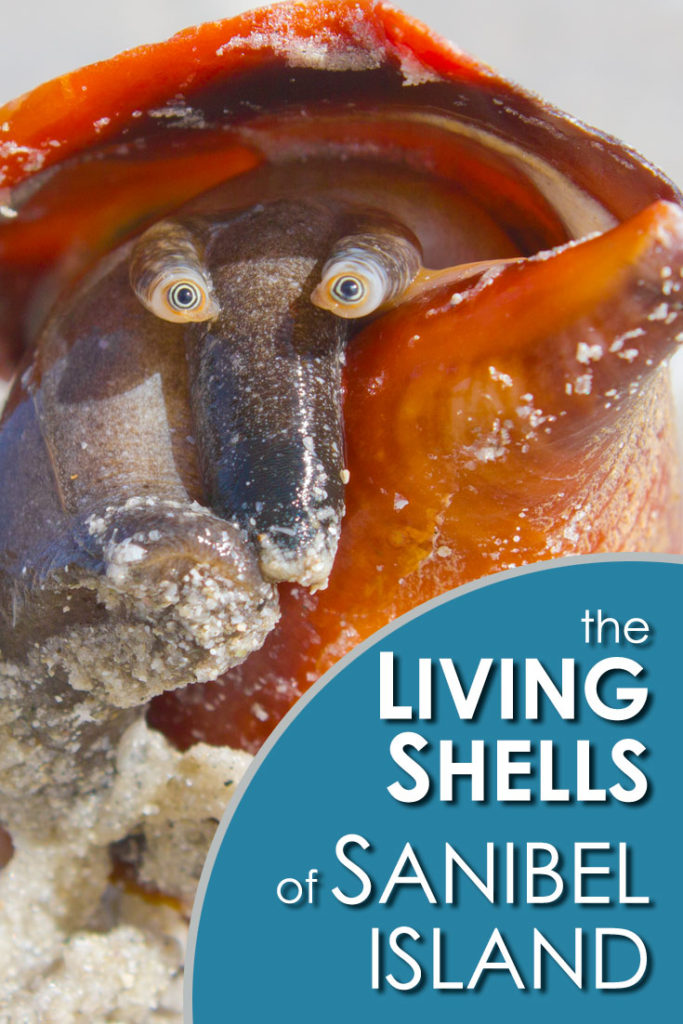 The living shells of Sanibel Island, photo gallery. A virtual shell collection