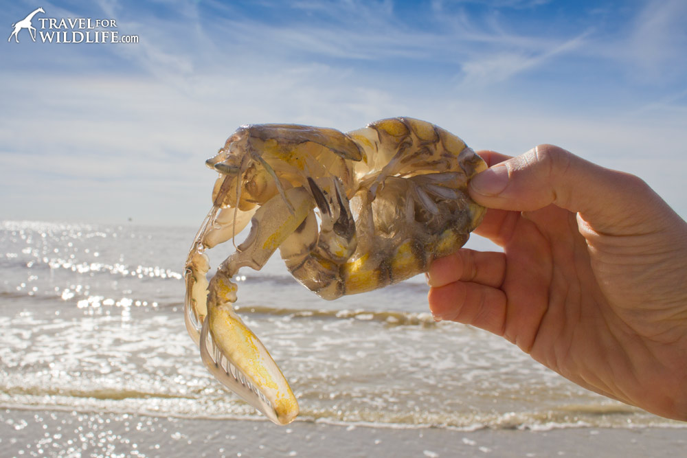 A living Mantis Shrimp on Sanibel Island, Florida
