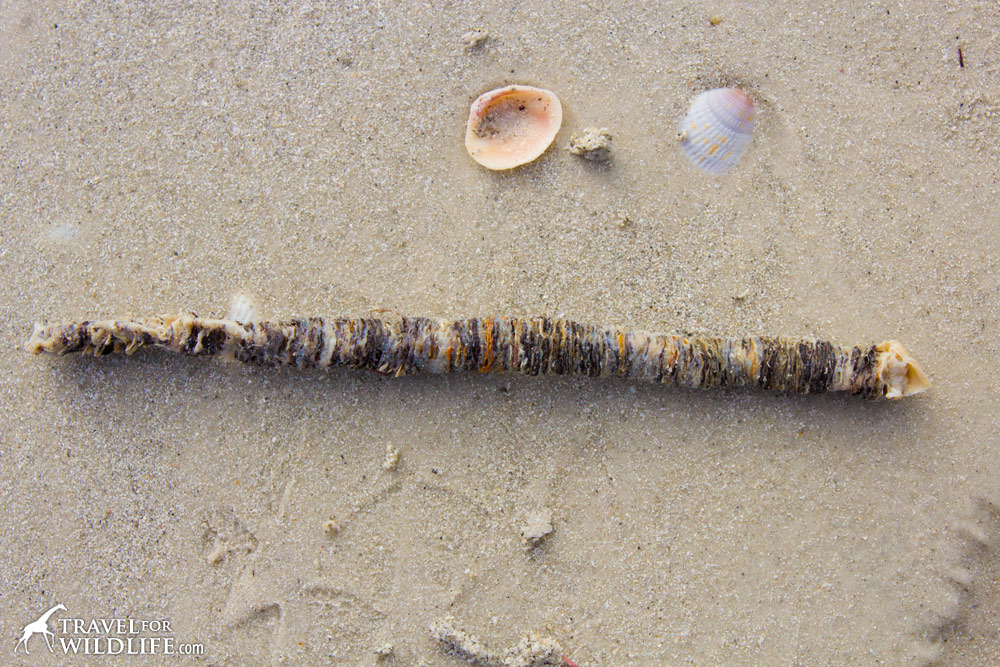 marine tube worm casing found on the beach in Sanibel Island, Florida