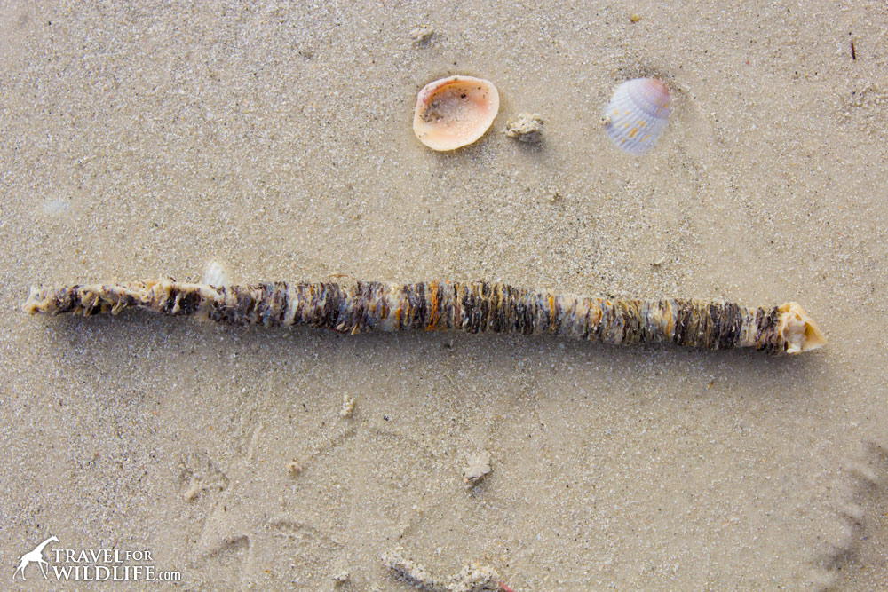 Leave seashells on the seashore or risk damaging ecosystem, says study, Marine life