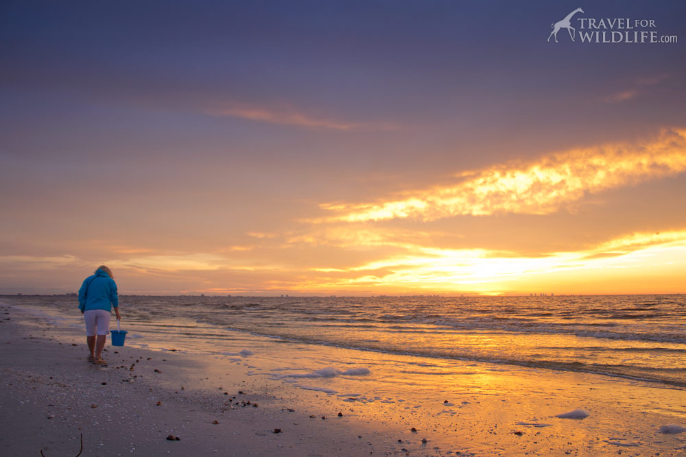 a guide to ethical & responsible shell collecting for shellers