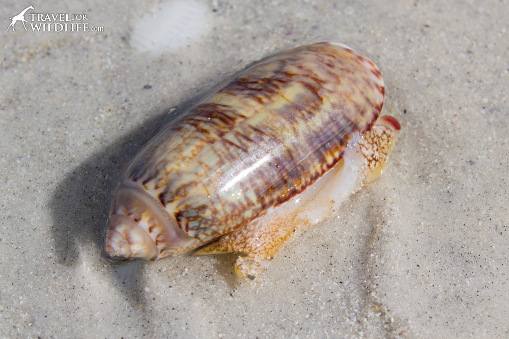 a living Lettered Olive shell on Sanibel Florida