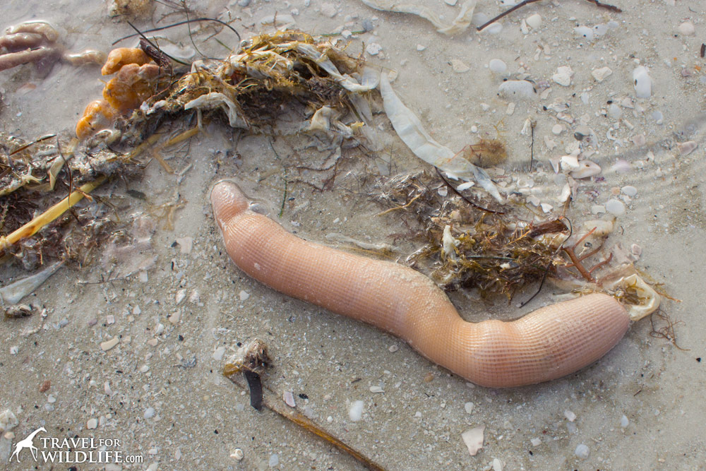 A live peanut worm with proboscis in, Sanibel Island, Florida
