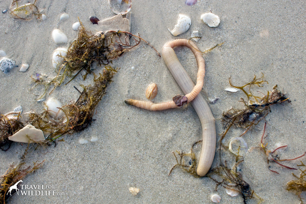 Peanut worm with proboscis on Sanibel Island, Florida