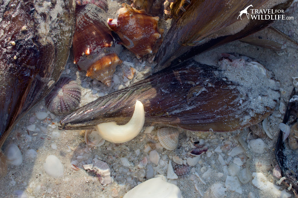 Live Stiff Pen shell with foot extended, Sanibel Florida