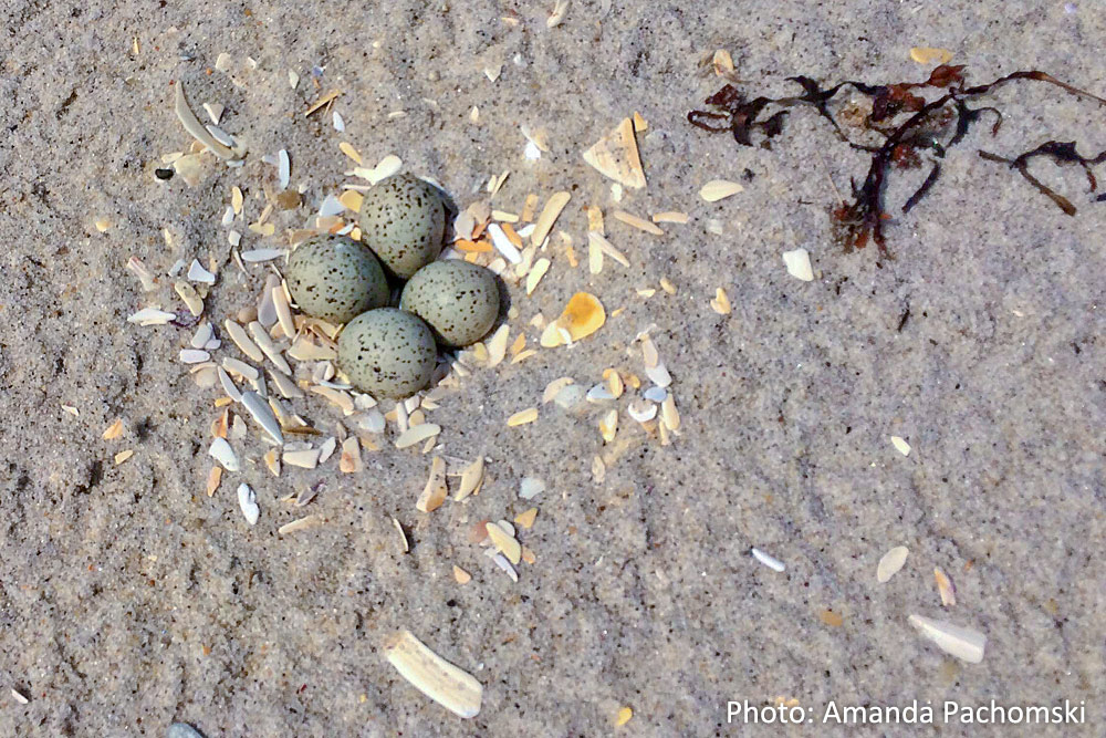 Piping plover nest lined with sea shells