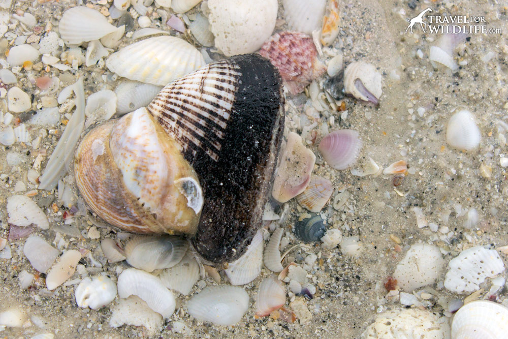 A live Ponderous Ark shell with a stack of Slipper Shells on it, Sanibel Island, Florida