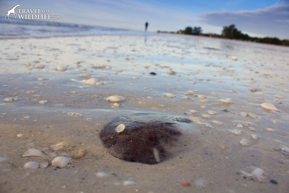 living sand dollar on Sanibel Island, Florida