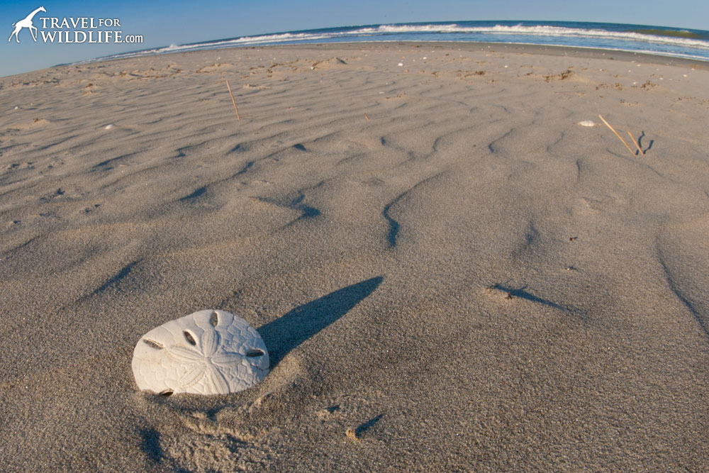 Dead sand dollar on the beach in Hog Island, Virginia