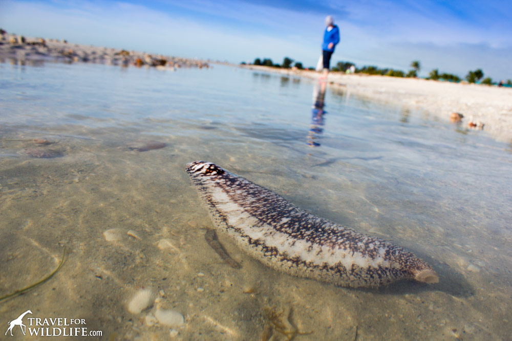 A big sea cucumber on Sanibel Island, Florida