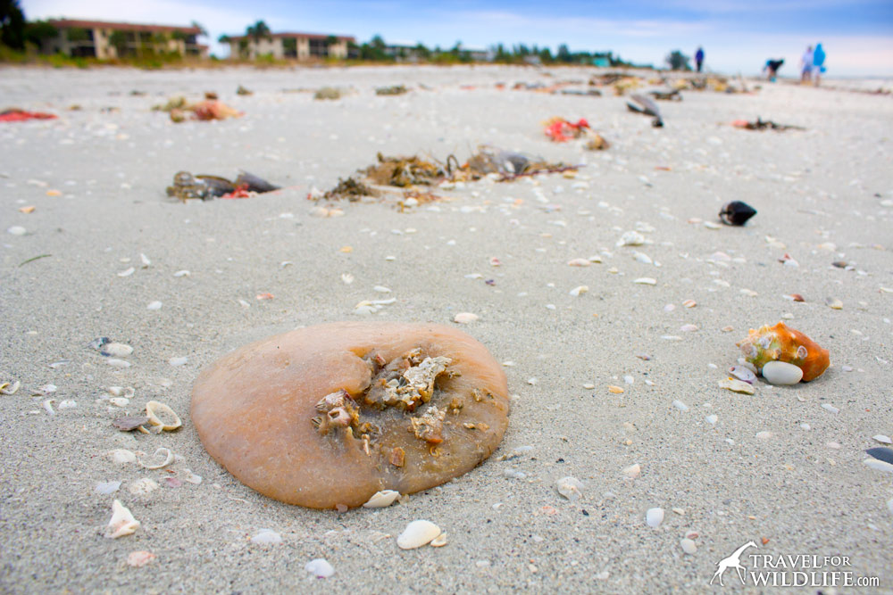 sea pork, sanibel island, florida