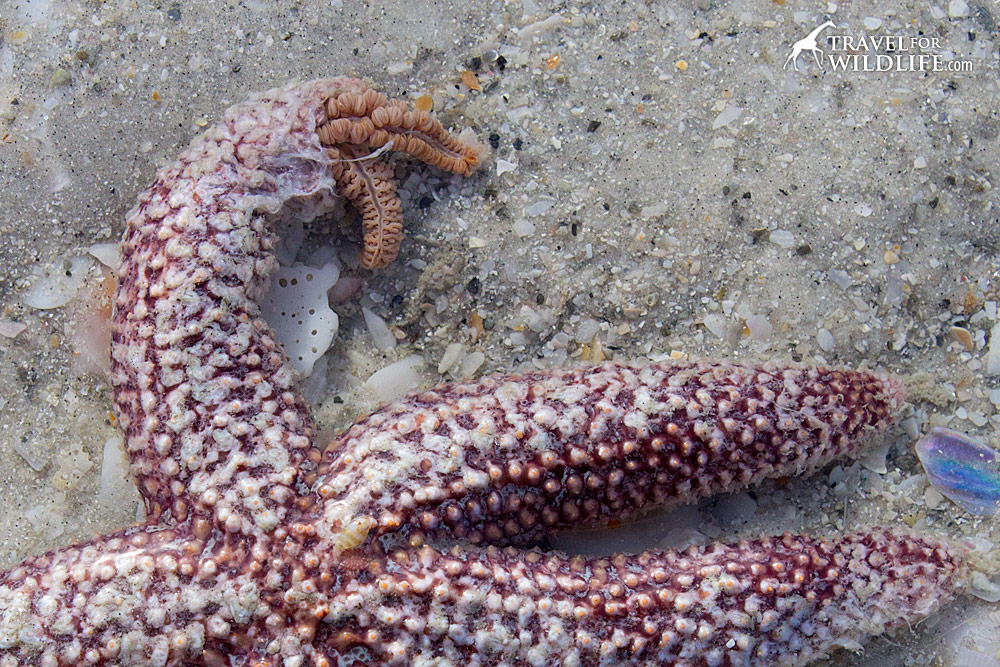 starfish anatomy ampulla and digestive glands, sanibel island, florida