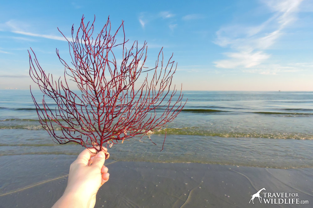 red Sea Whip coral on Sanibel Island, Florida