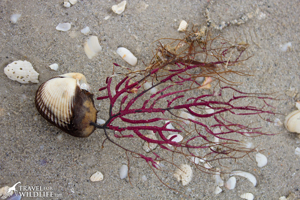 Beach Tourists Who Collect Shells May Be Harming the Environment