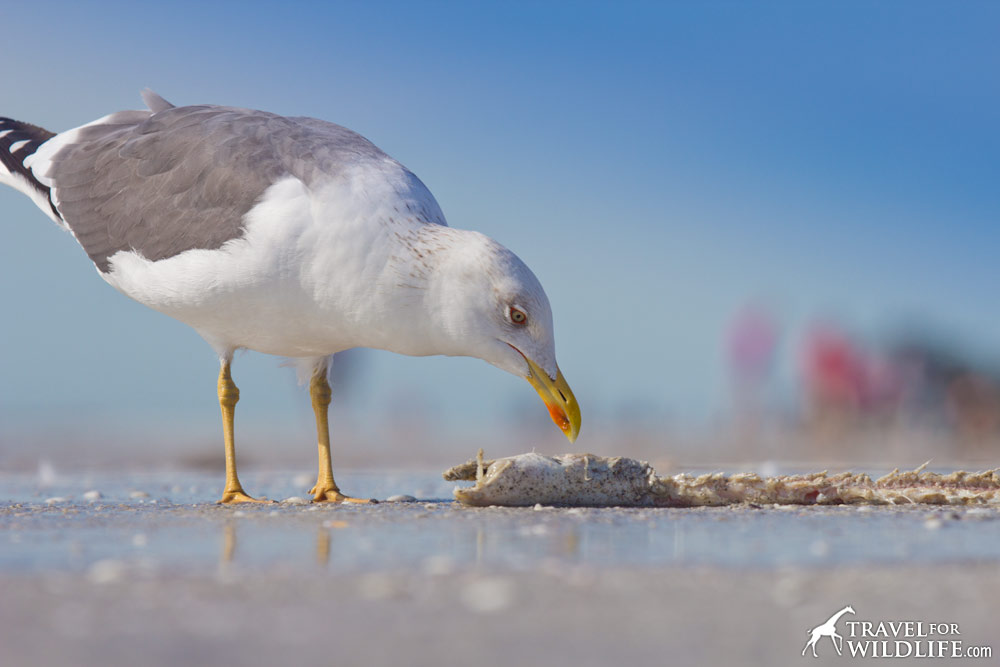 A sea gull eating a dead eel on Sanibel Island, Florida