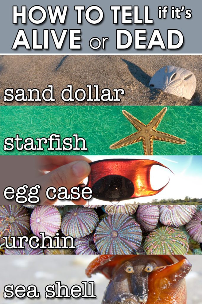 A great article about how to tell if a sea creature on the beach is alive or dead (sand dollar, starfish, egg case, urching, and sea shell). Heads up for ethical sea shell collecting!