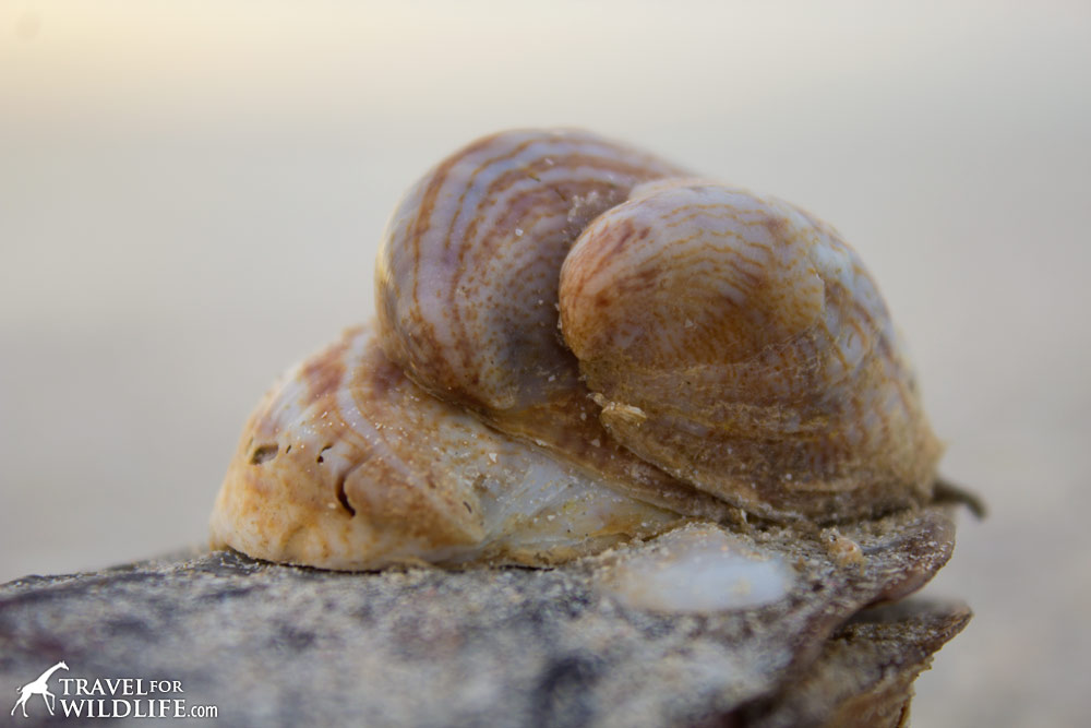 A stack of living Slipper Shells on Sanibel Island, Florida