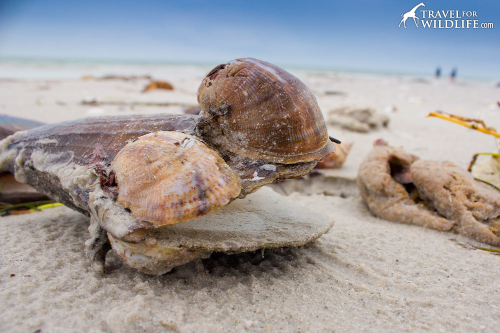 Slipper shells living on a Pen shell, Sanibel Island, Florida