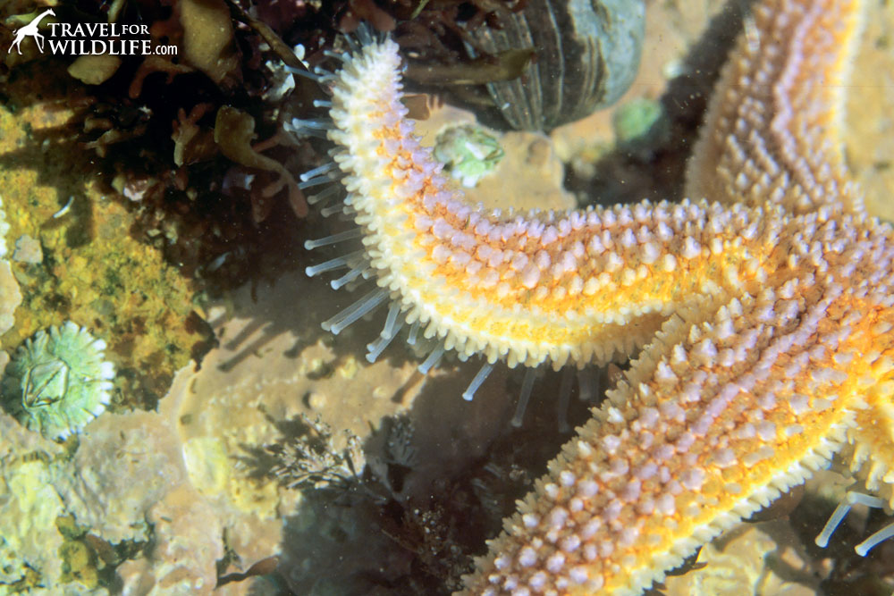 Is it alive or dead? Live starfish have tiny moving tentacles called tube feet underneath