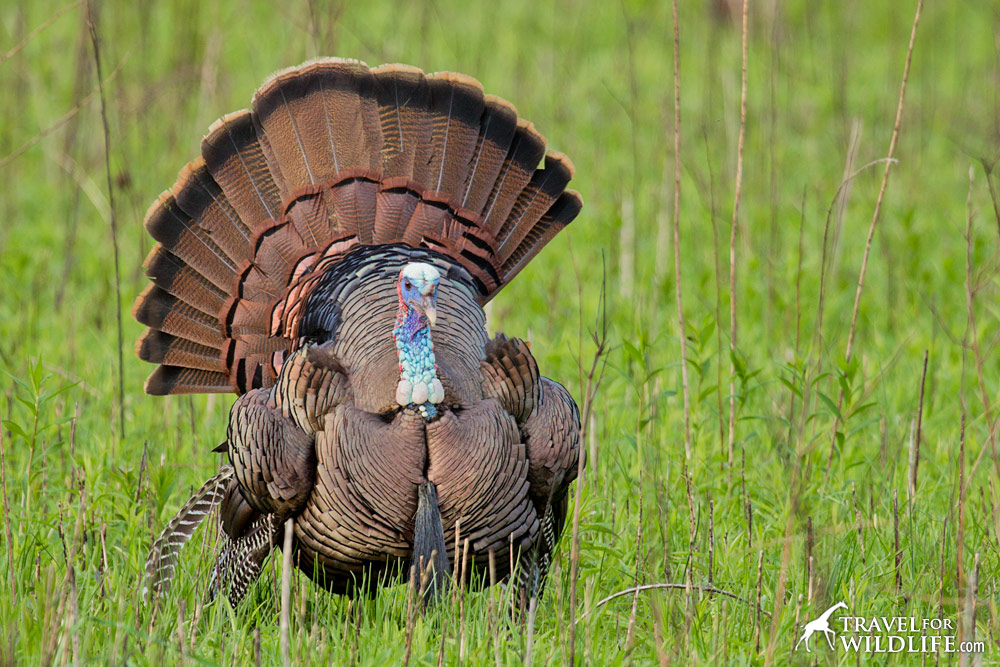 Turkey in the Smokies