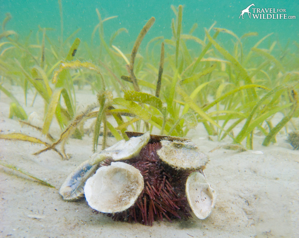 Leave seashells on the seashore or risk damaging ecosystem, says study, Marine life