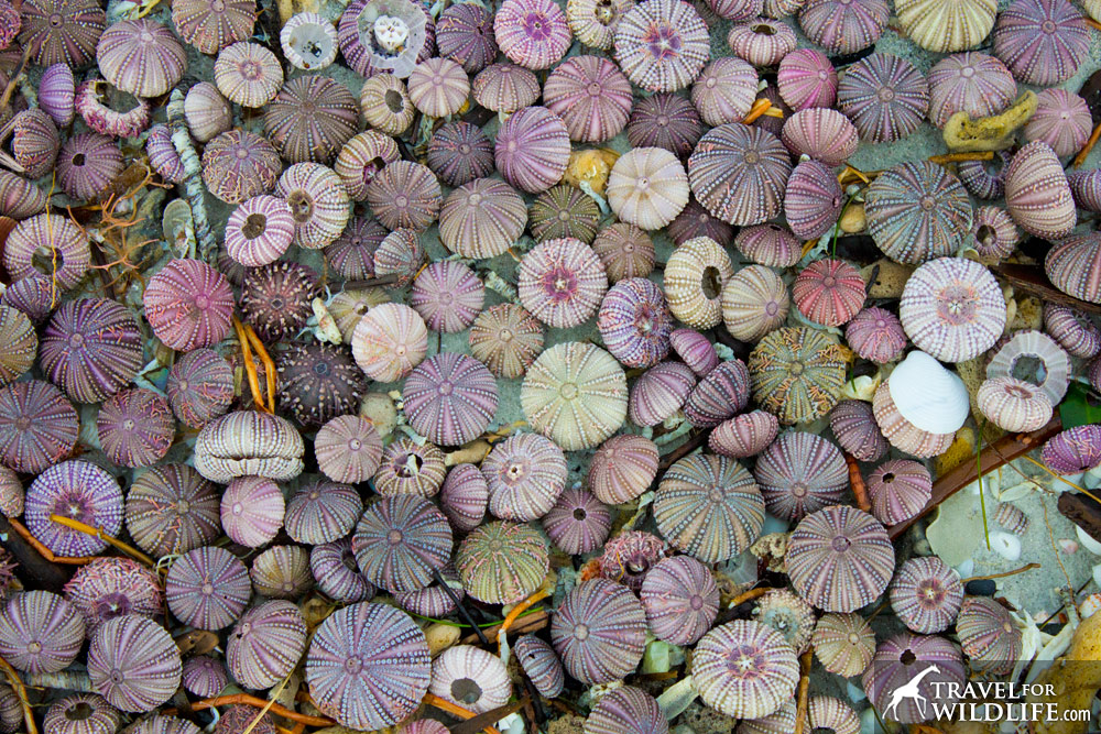 colorful dead sea urchin shells (or tests) on Sanibel Island, Florida
