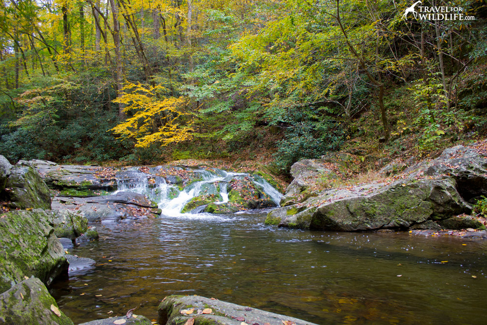 Waterfall in the Smokies at fall