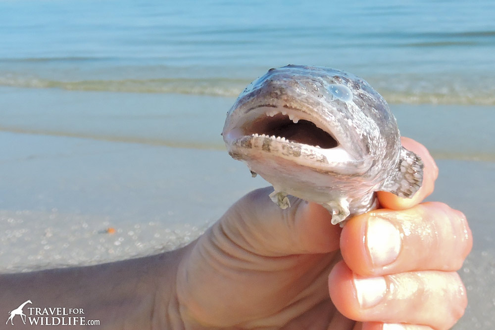 weird fish with big mouth and little feet killed by red tide on Sanibel Island, Florida