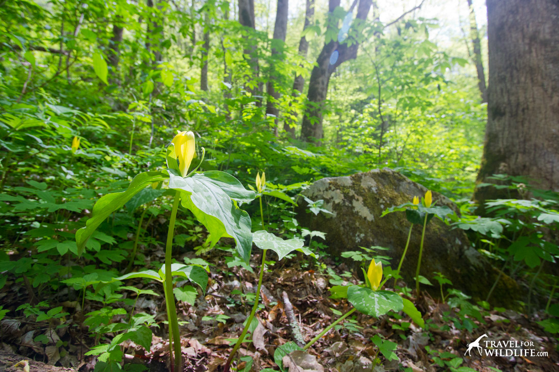 Wildflowers in the Smoky Mountains 