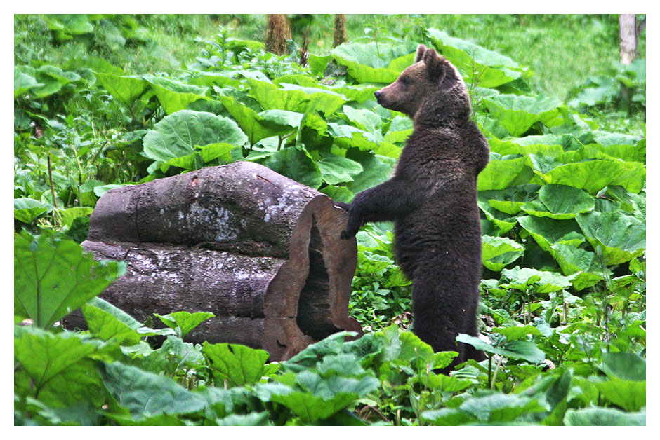 A brown bear cub standing on two leags