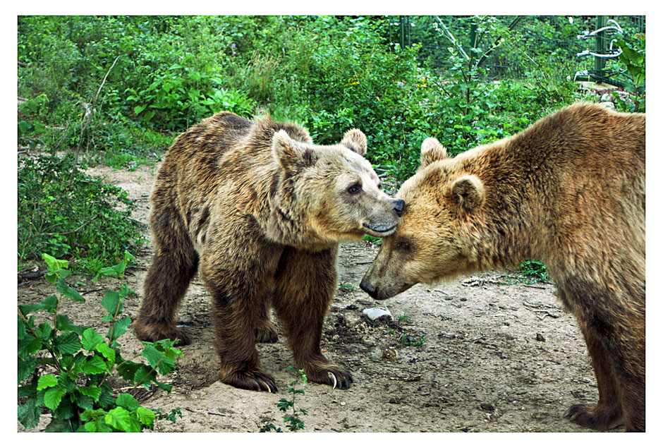 A brown bear and a cub in Romania