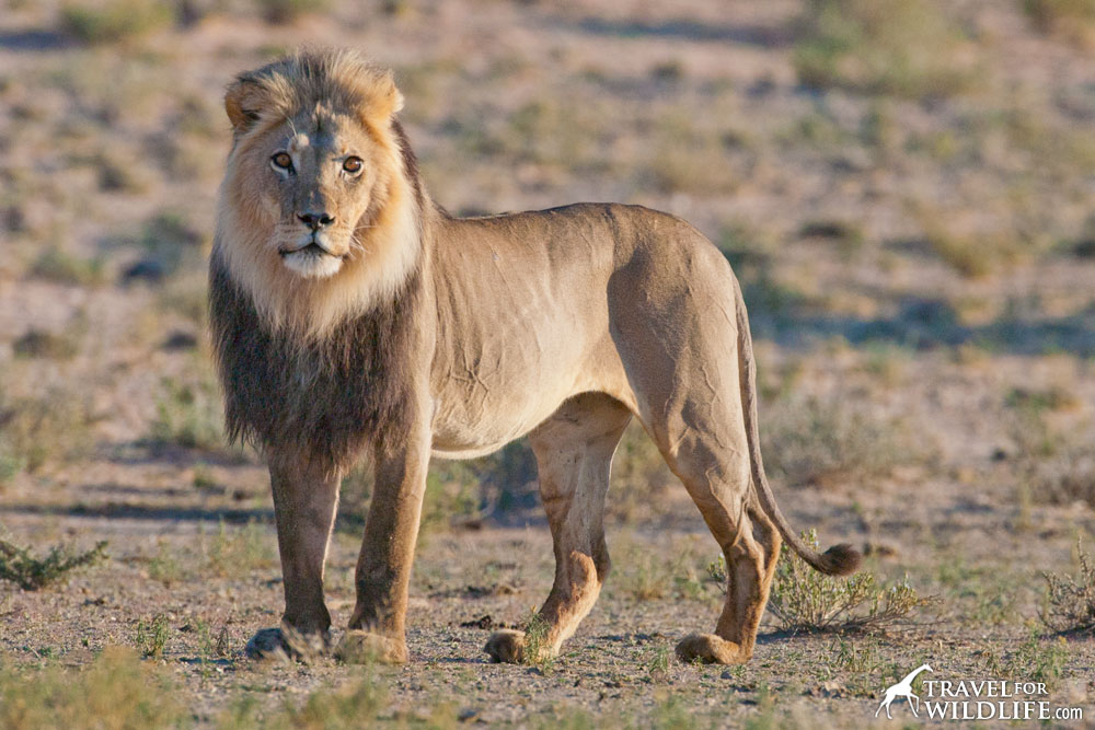 A lion in the Kalahari, South Africa