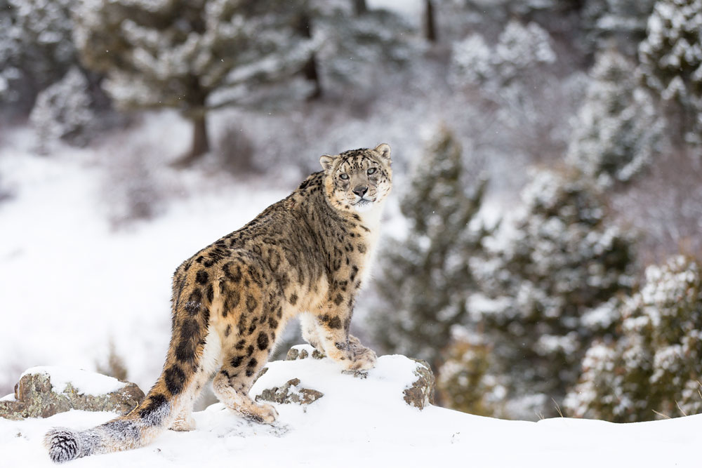 Search for snow leopard in India