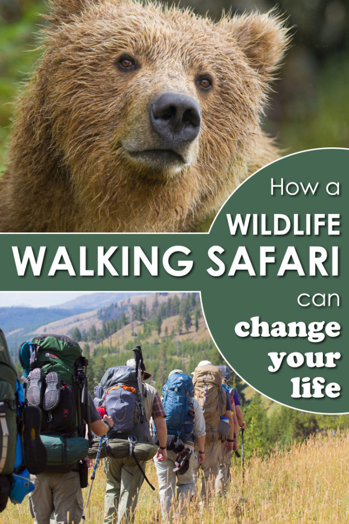 If you love watching wildlife then a walking wildlife safari may be your dream vacation!