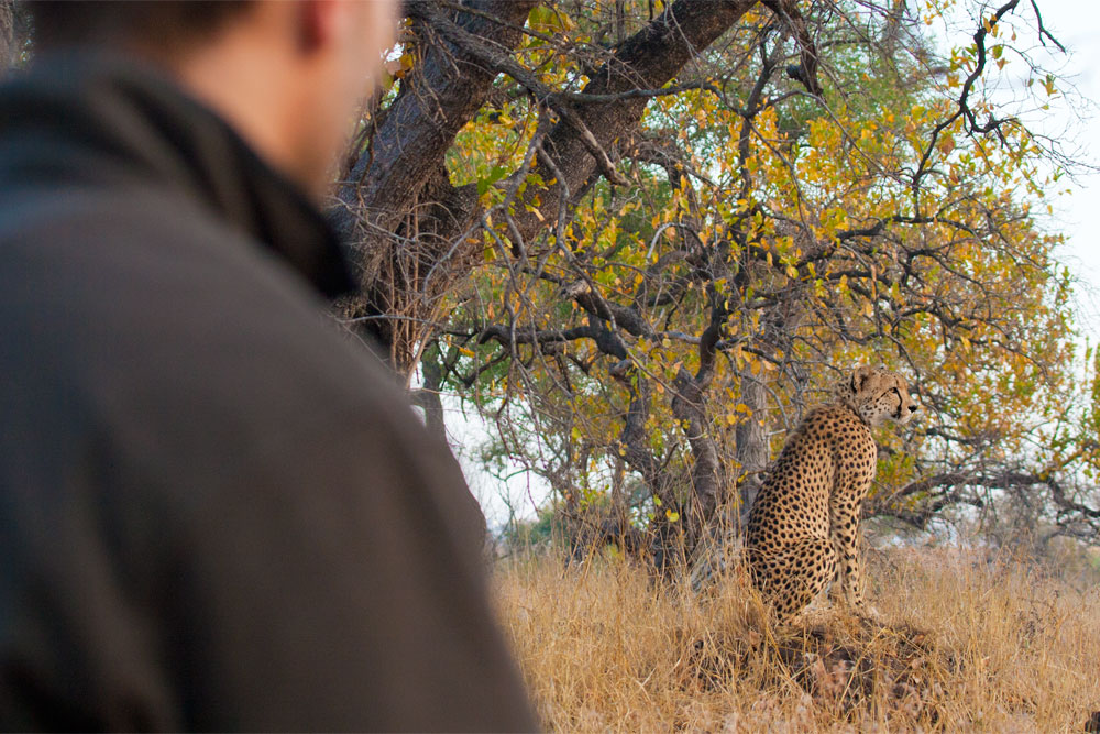 walking safari in south africa