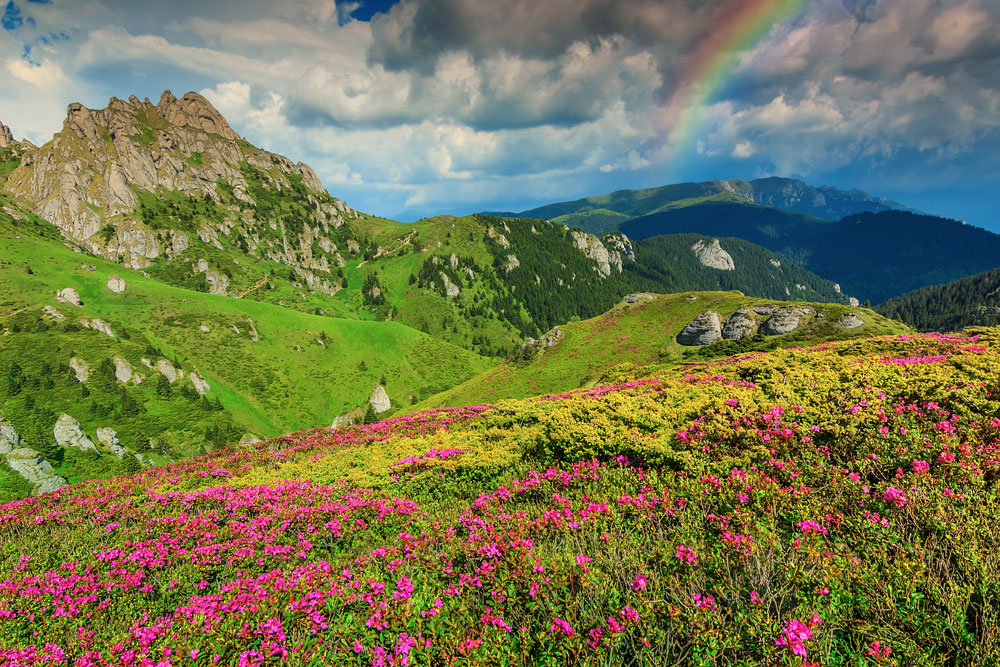 Wild flowers in Transylvania, Romania