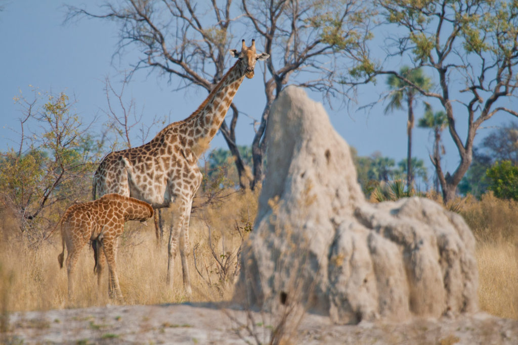 Okavango Delta, Botswana. © Hal Brindley