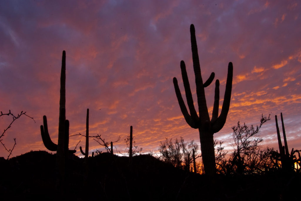 Saguaro cactus sunset Sonora Desert near Tucson Arizona USA copyright Hal Brindley