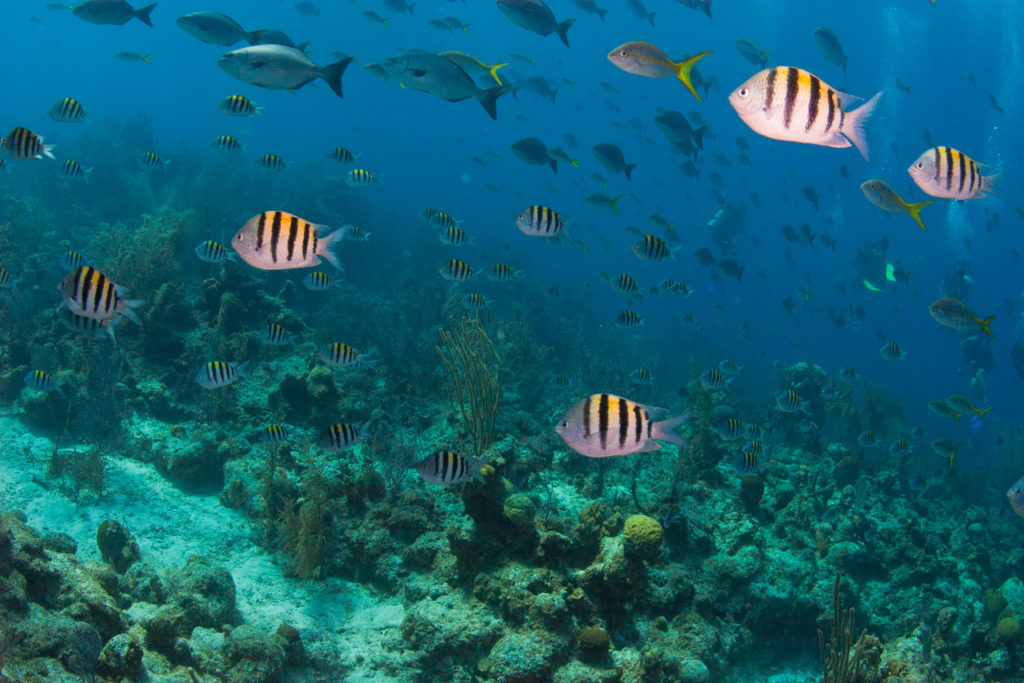 "The Aquarium" off Long Caye at Lighthouse Reef, Belize © Hal Brindley