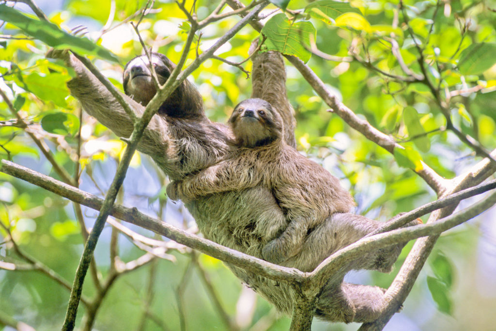 Three-toed Sloth (Bradypus variegatus), female and baby. Cahuita National Park, Costa Rica © Hal Brindley