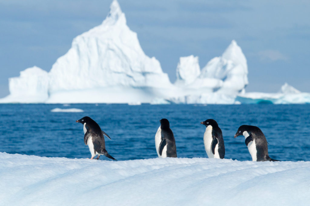 Adelie Penguin (Pygoscelis adeliae) on a bergy bit. Grandidier Channel, Antarctic Peninsula, Antarctica. © Hal Brindley .com