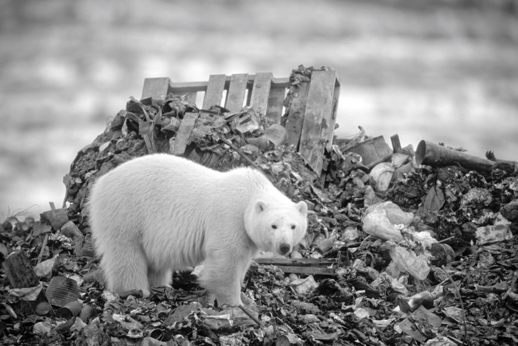 Polar Bear (Ursus maritimus) at dump. Churchill, Manitoba, Canada © Hal Brindley