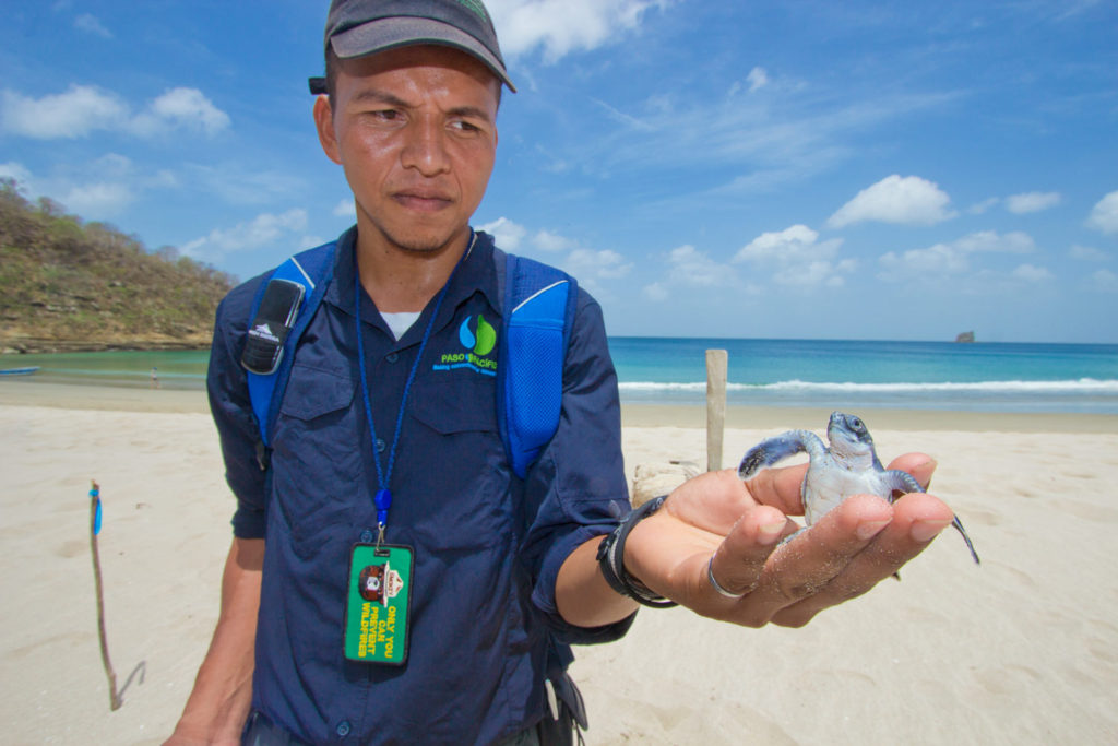 Paso Pacifico park rangers (Guardaparque) excavate an old sea turtle nest and find one Green Turtle hatchling trapped at bottom. Playa Brasilon, near Ostional, Nicaragua. © Hal Brindley .com