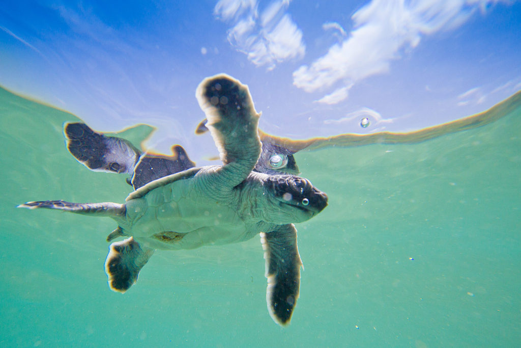 Green Sea Turtle hatchling at Playa Brasilon, near Ostional, Nicaragua. © Hal Brindley .com