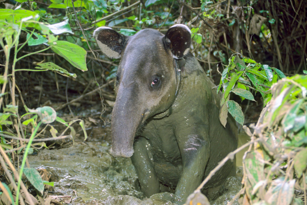 Baird's Tapir (Tapirus bardii), radio-collared for a study, standing in mud. Corcovado National Park, Osa Peninsula, Costa Rica © Hal Brindley