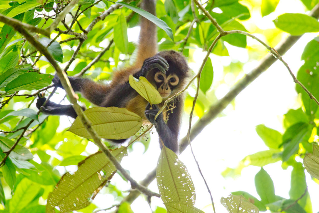 Corcovado National Park, near Sirena Station, Costa Rica