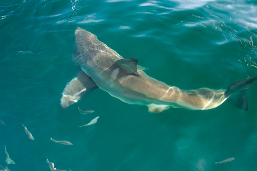Great White Shark (Carcharodon carcharias) near Dyer Island off coast of South Africa © Hal Brindley