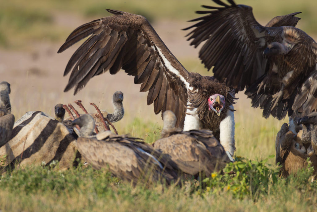 Etosha National Park, Namibia