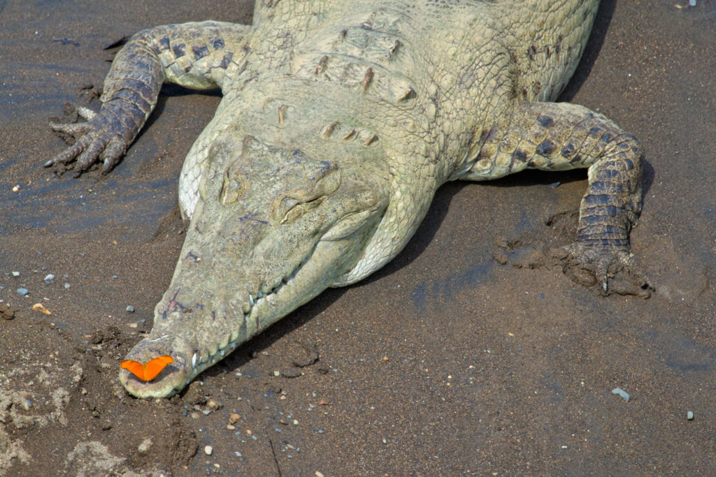 "the Crocodile Bridge", Rio Tarcoles, Costa Rica. © Hal Brindley .com